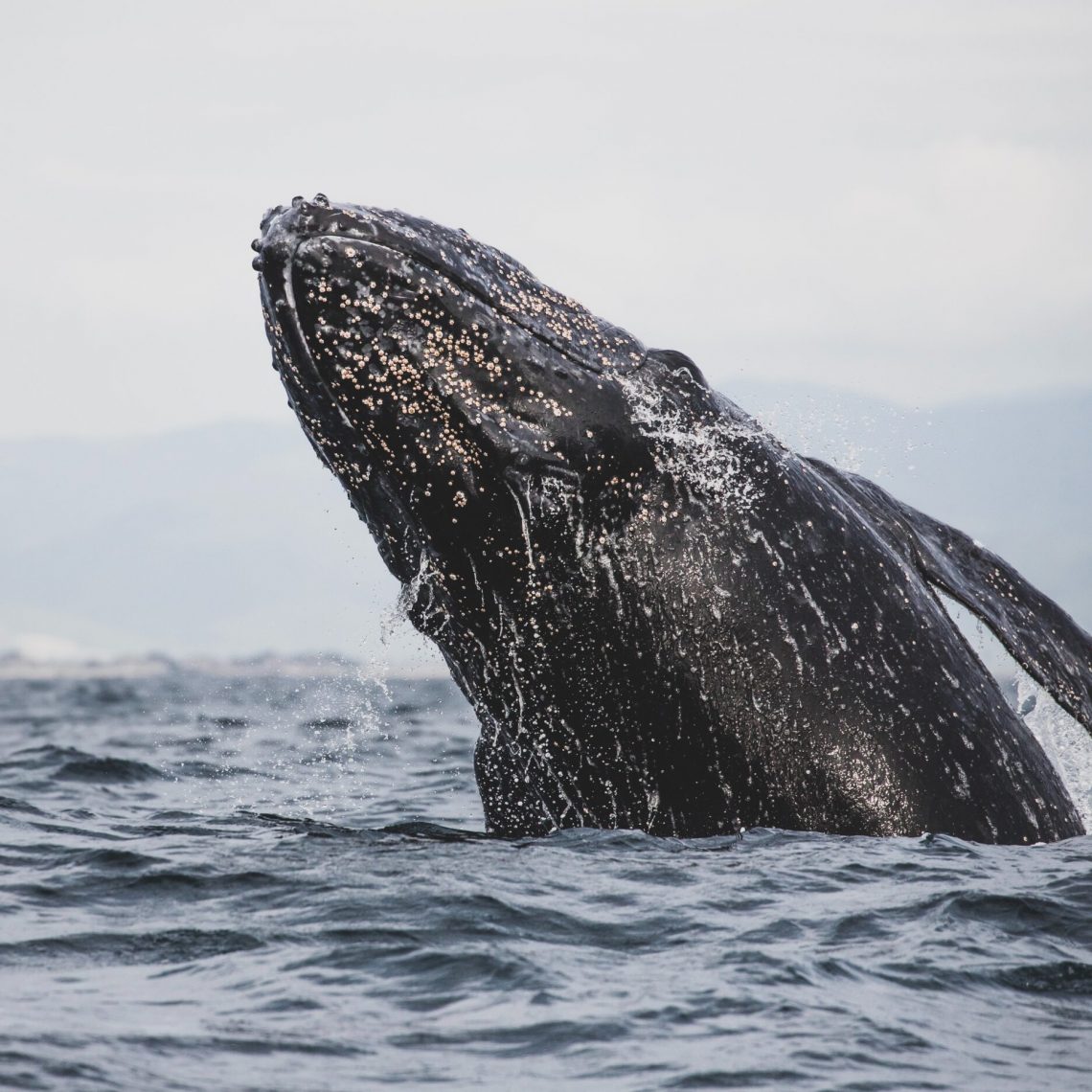 Grey Whales of Oregon Coast