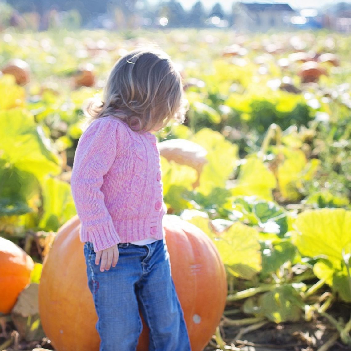 Pumpkin Patches near Albany, OR, Corvallis, OR, Lebanon, OR, and Sweet Home, OR