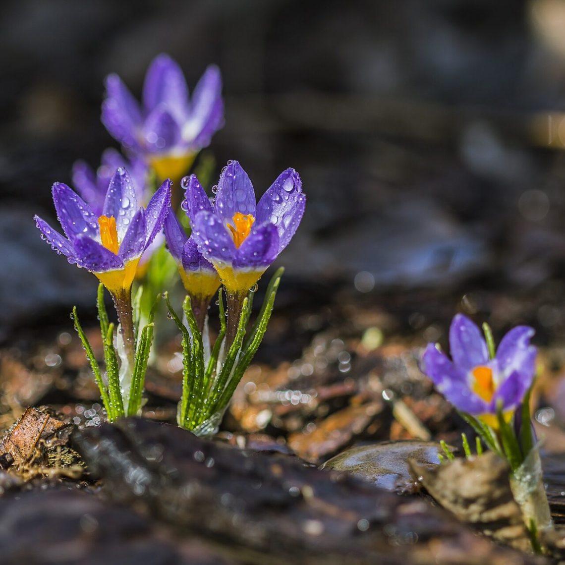 Spring Crocus